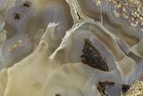 Petrified Wood (Schinoxylon) Limb Section - Blue Forest, Wyoming #371123-1
